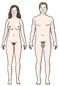 Der nackte Körper von einer Frau und der nackte Körper von einem Mann.